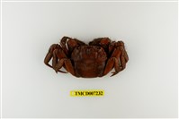 藏品(日本絨螯蟹)的圖片